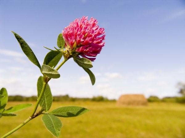 Rotklee Isoflavone und Phytoöstrogene bei Wechseljahresbeschwerden