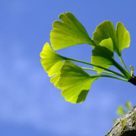 Ginkgo Biloba