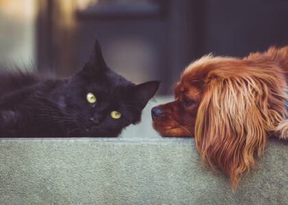 Hund und Katze