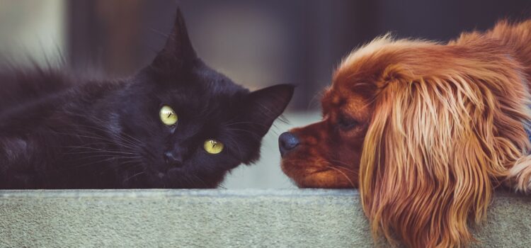 Hund und Katze