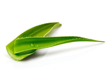 Heilend und pflegend – exotische Pflanzen Heilend und pflegend – exotische Pflanzen