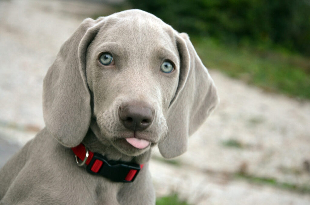 Hund und sein Geheimnis Gesundheitsmagazin PreThis®