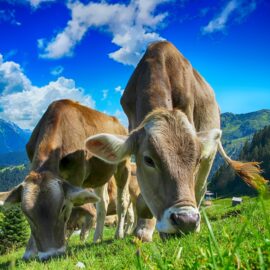 Kühe Milch Erstmilch Colostrum