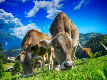 Kühe Milch Erstmilch Colostrum