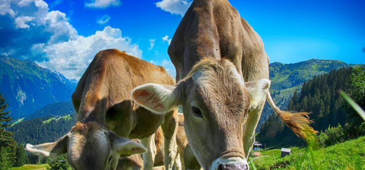 Kühe Milch Erstmilch Colostrum