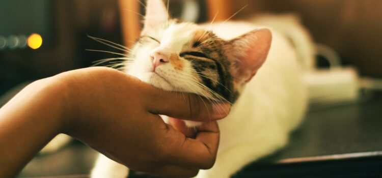Mundgeruch bei Katzen – Ursachen und Behandlung