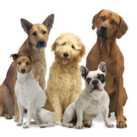 Gesunde Hundegelenke