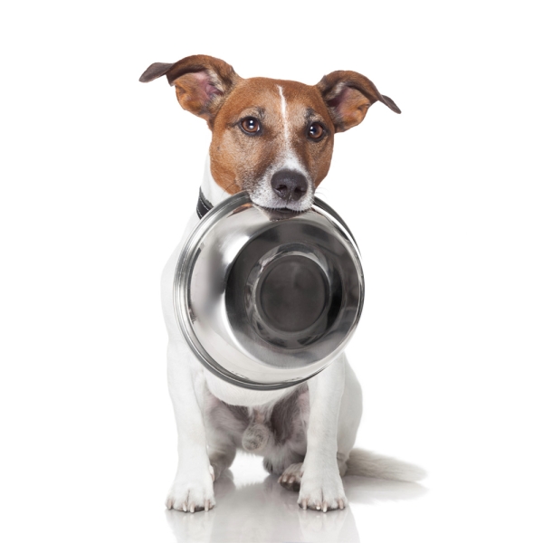 Futtercheck für Hunde von DOG FIT by PreThis®
