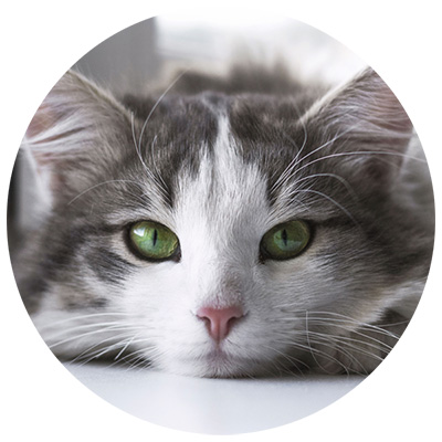 CAT FIT by PreThis - Futterergänzungen für Katzen