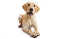 DOG FIT by PreThis Hundegesundheit