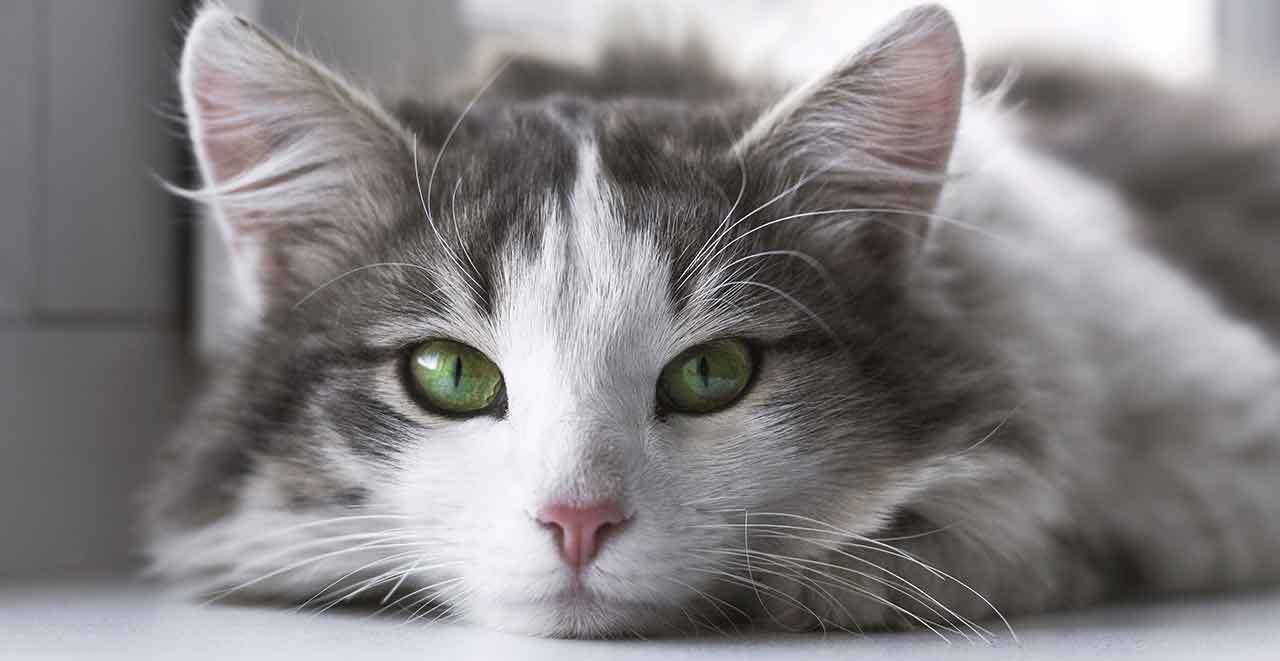Zahnstein bei Katzen entfernen CAT FIT by PreThis