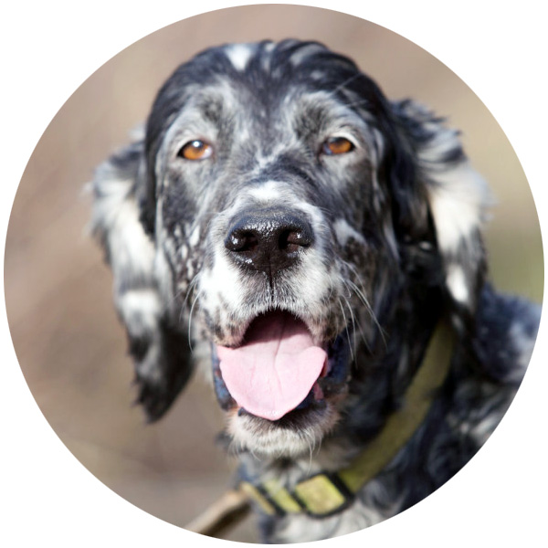 Hund Bandscheiben