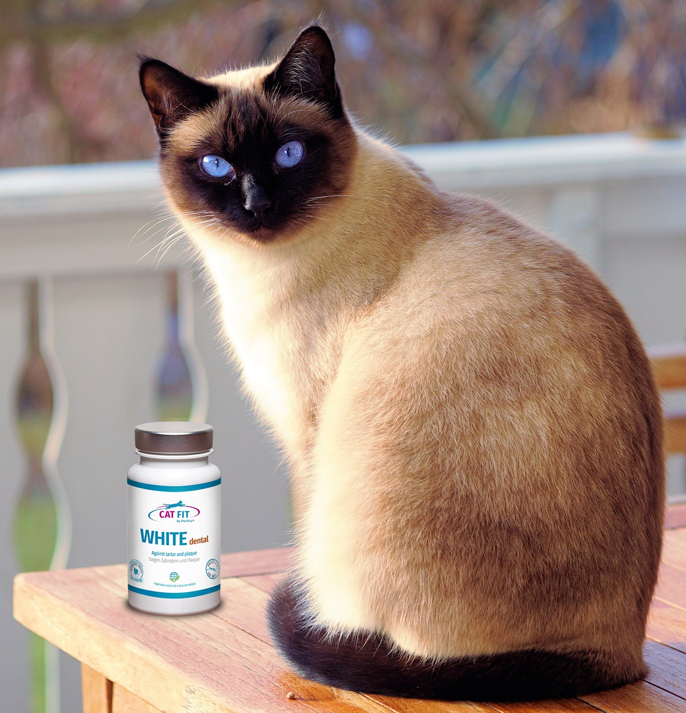 Zahnstein bei Katzen entfernen CAT FIT by PreThis