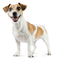 Hund mit starkem Gebiss und frischem Atem