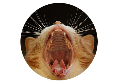 Katze mit Zahnstein