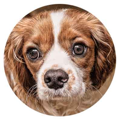 Hund Verdauung und Magen Darm Tarkt