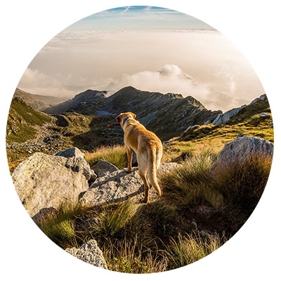 DOG FIT by PreThis Dog Food Supplements