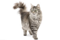 Katzengesundheit