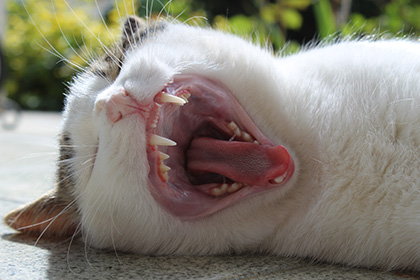 Katze Zahnfleisch